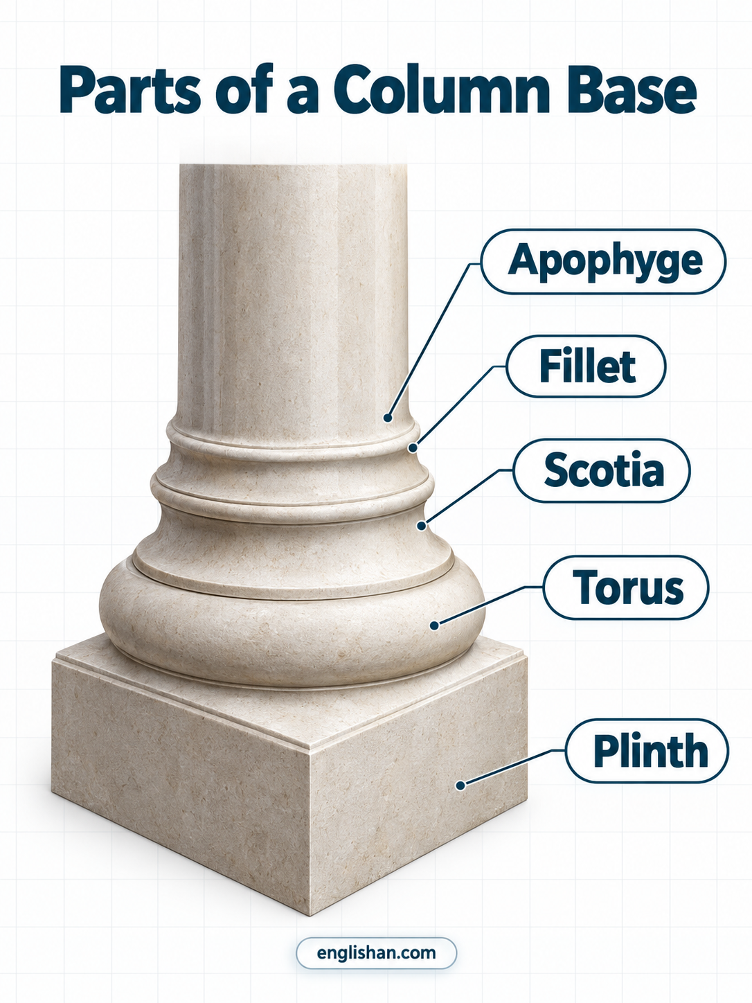 Parts of a column base including the plinth, torus, scotia, fillet, apophyge, and astragal