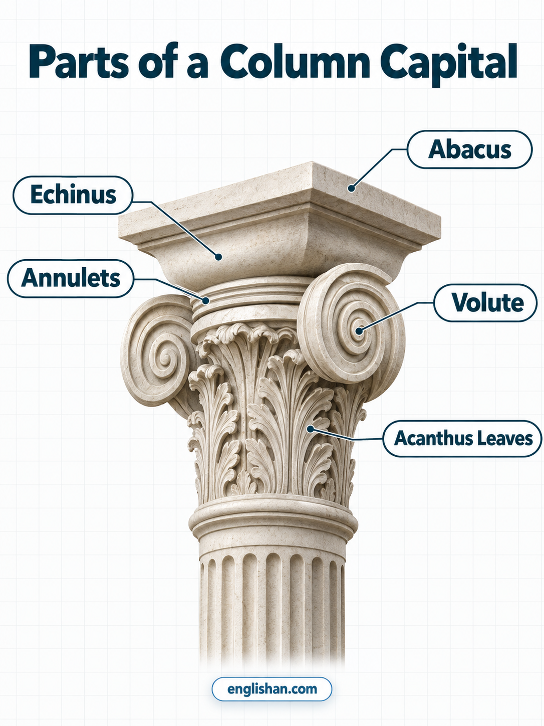 Parts of a column capital including necking, echinus, volute, acanthus leaves, and abacus