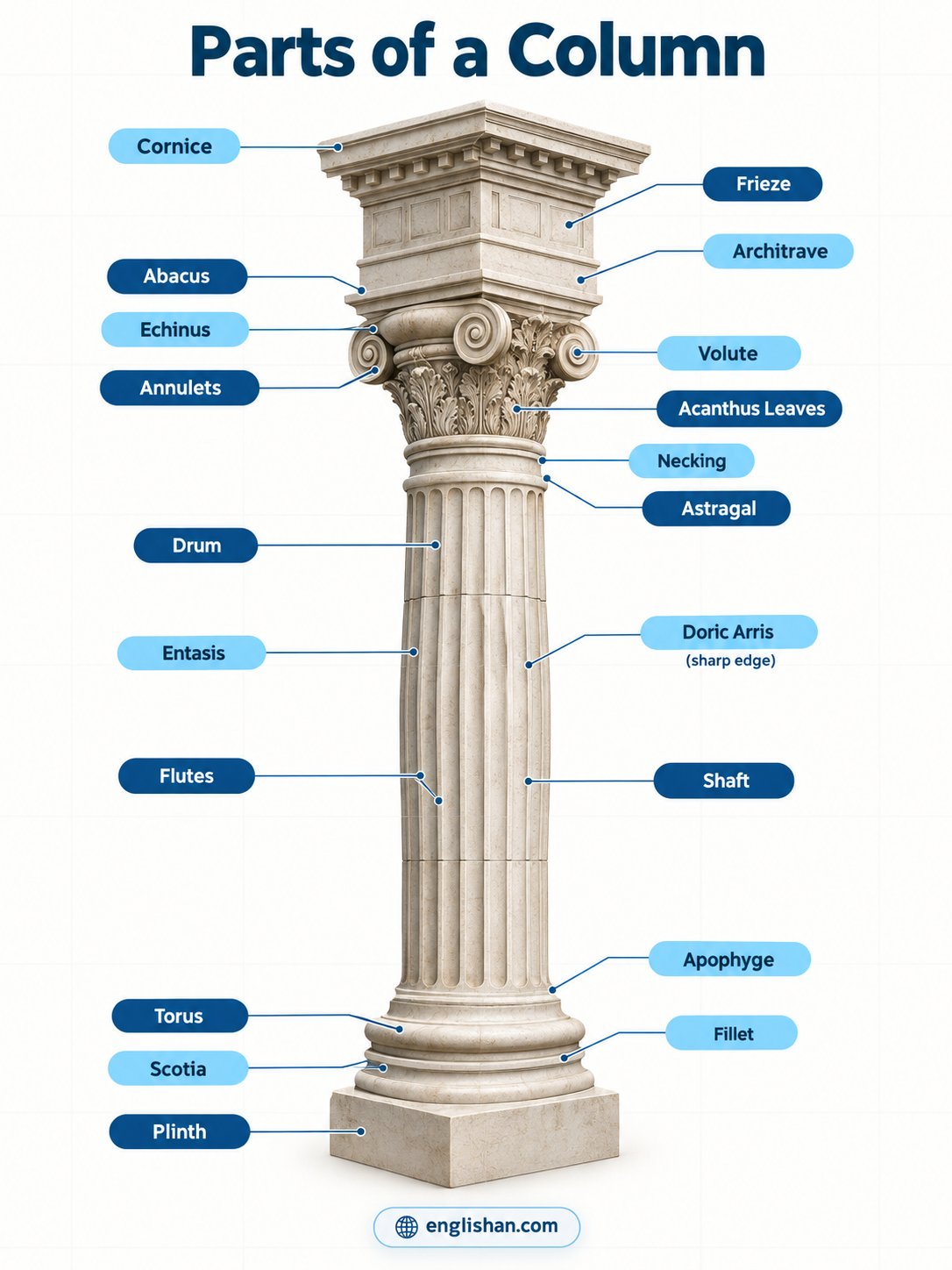 Parts of a column including the plinth, torus, shaft, flutes, capital, abacus, architrave, frieze, and cornice